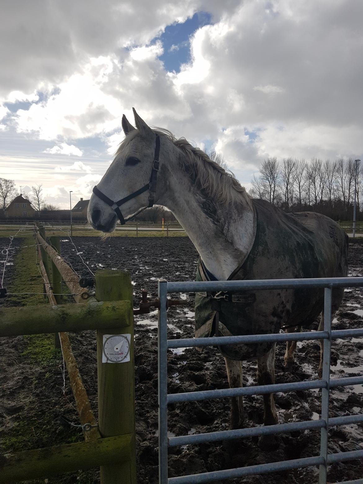 Dansk Varmblod MR. Soru billede 21
