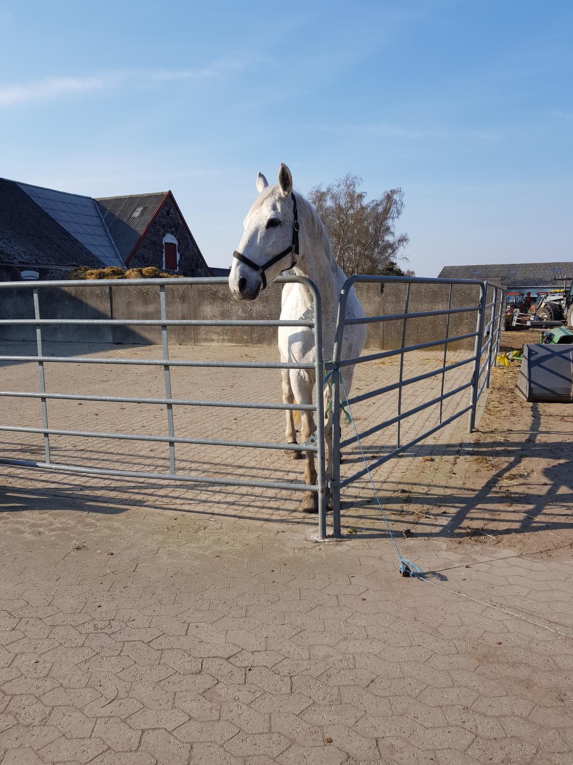 Dansk Varmblod MR. Soru billede 22