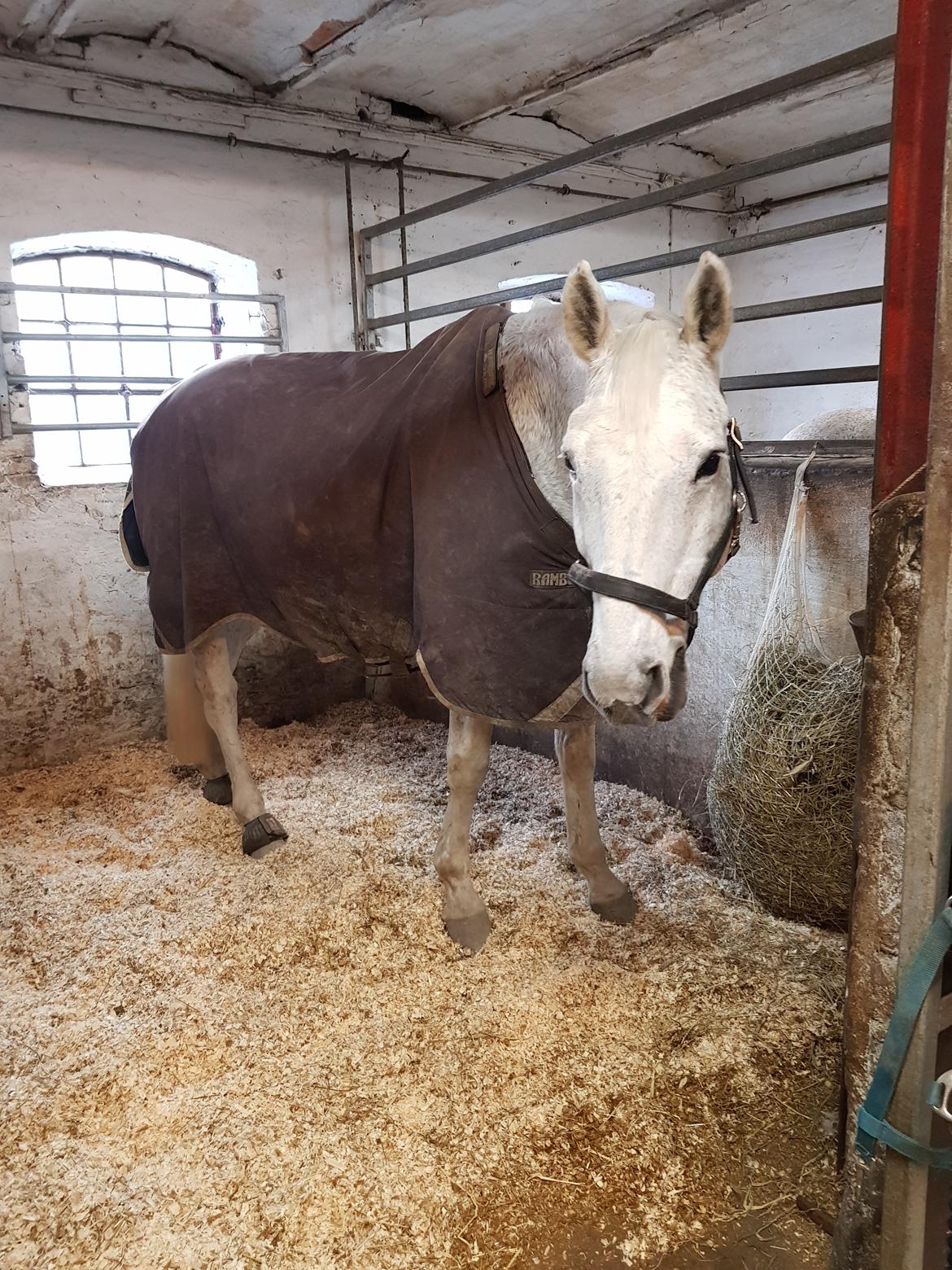 Dansk Varmblod MR. Soru billede 23