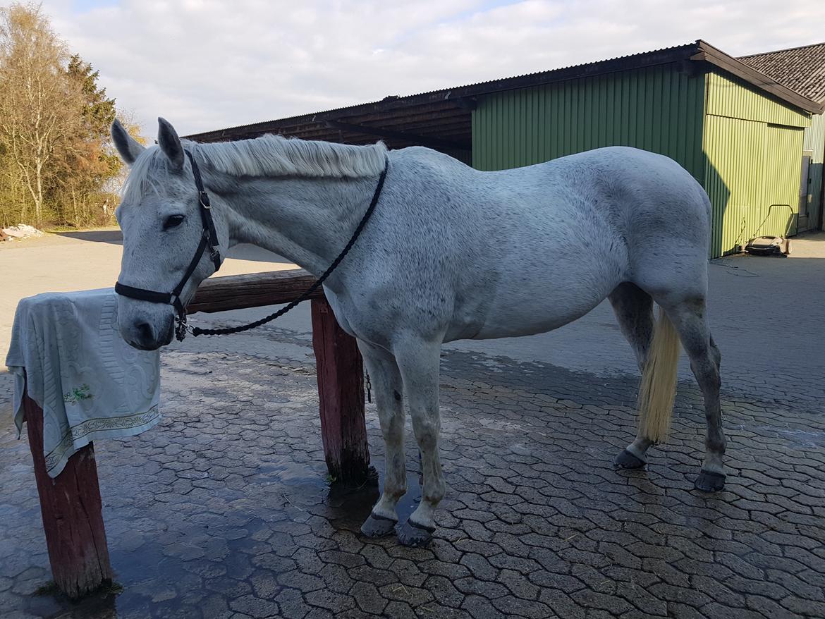 Dansk Varmblod MR. Soru billede 24