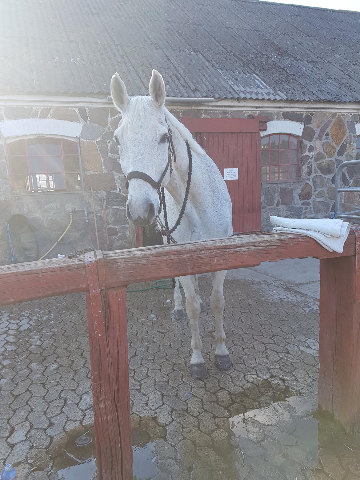 Dansk Varmblod MR. Soru billede 25