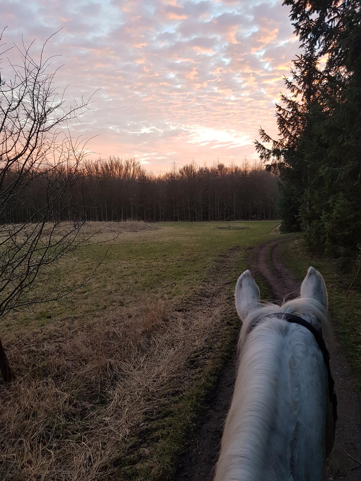 Dansk Varmblod MR. Soru billede 26