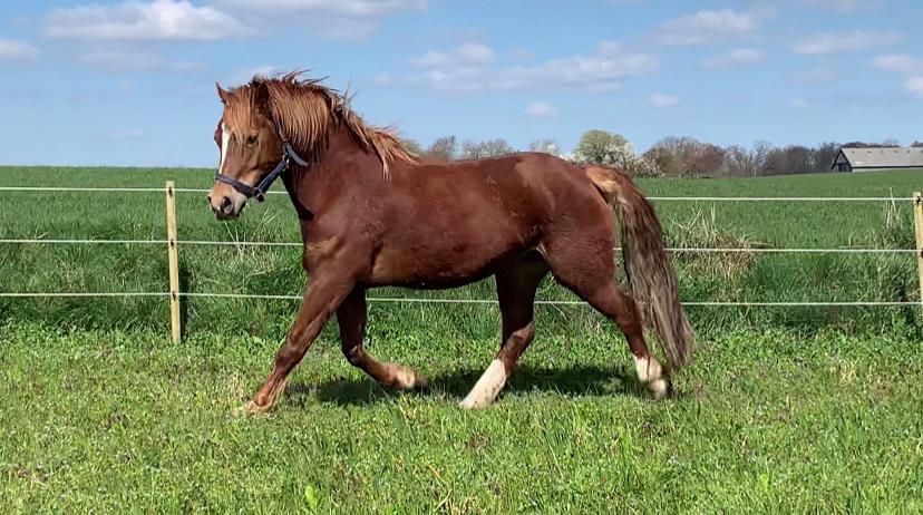 Welsh Cob (sec D) Stenløkkegårds annabell billede 17