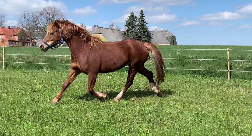 Welsh Cob (sec D) Stenløkkegårds annabell billede 16