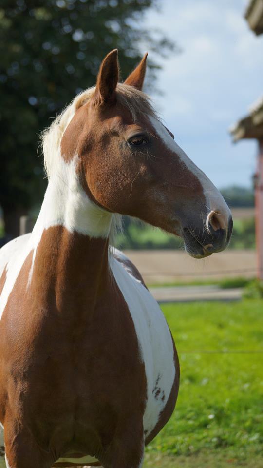 Anden særlig race Thiano billede 1
