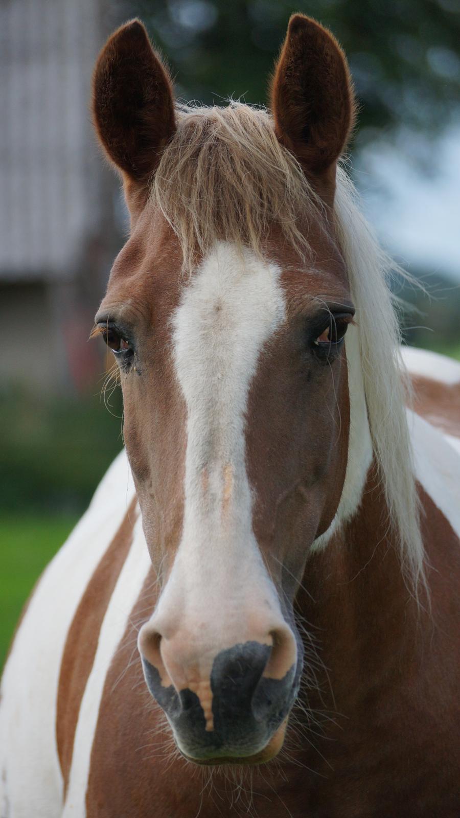 Anden særlig race Thiano billede 20