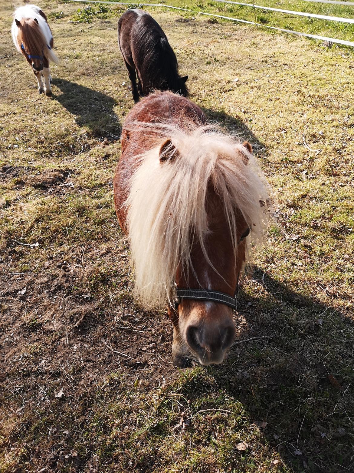 Shetlænder I Birk billede 18