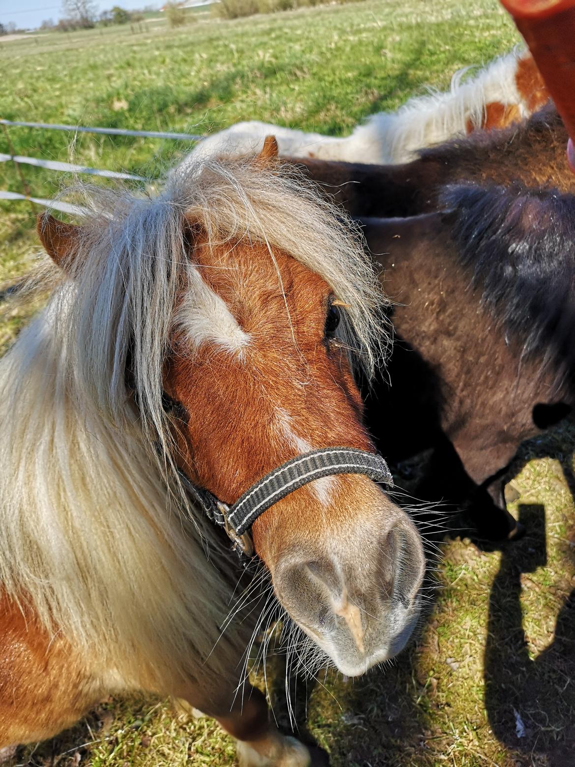 Shetlænder I Birk billede 33