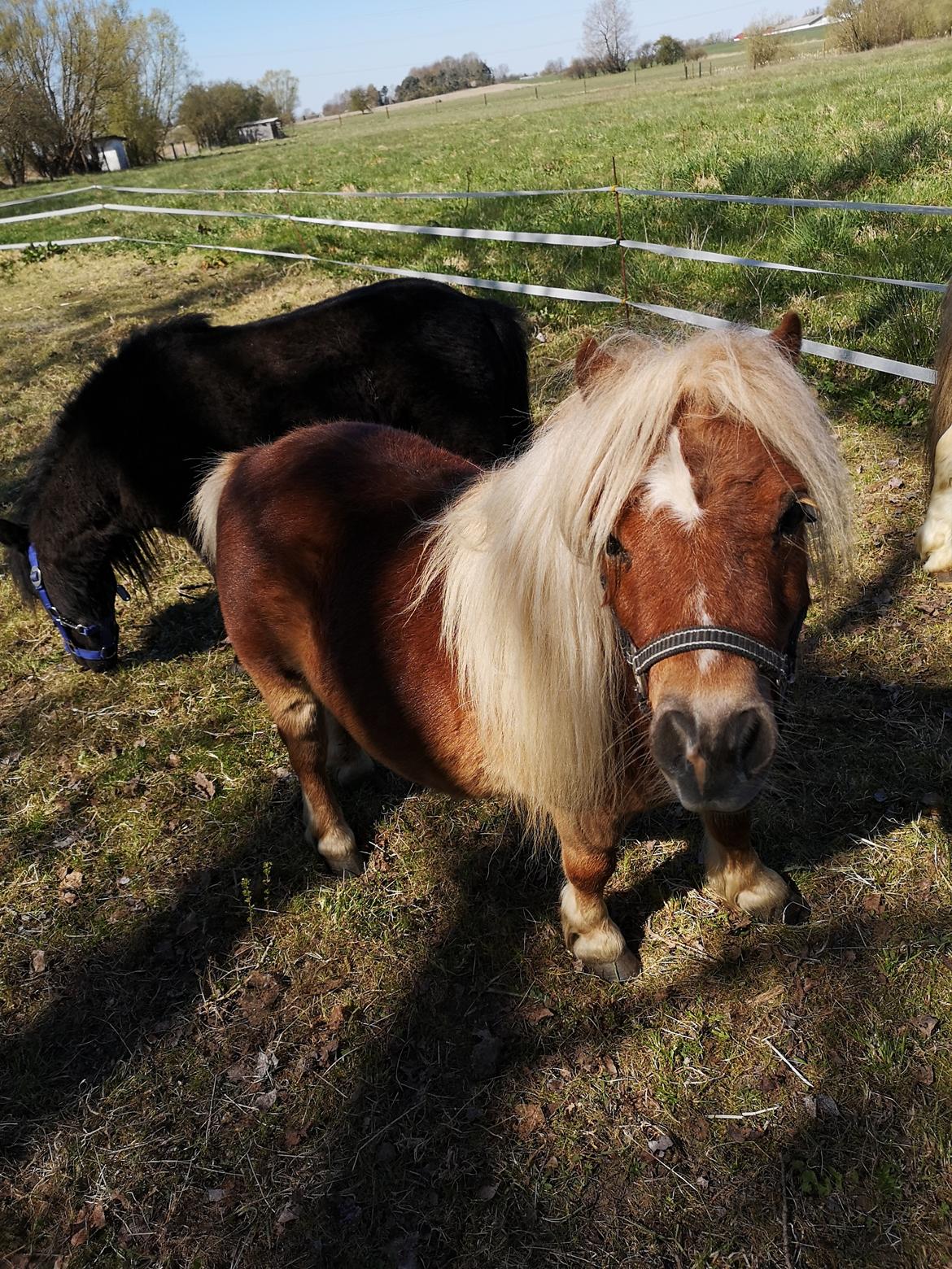 Shetlænder I Birk billede 34