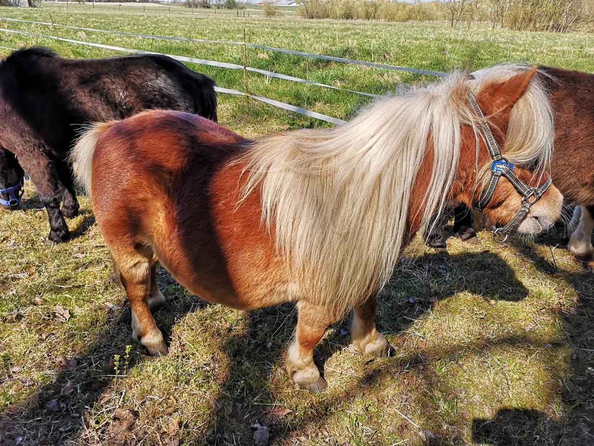 Shetlænder I Birk billede 35