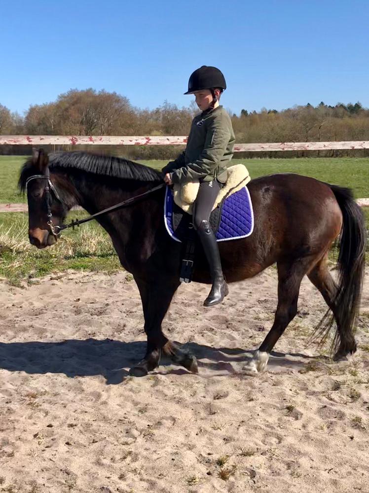 Knabstrupper Jamaicas drøm billede 18