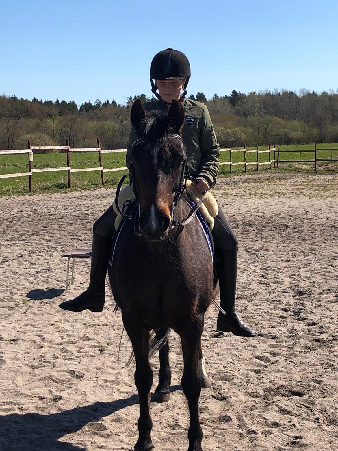 Knabstrupper Jamaicas drøm billede 15