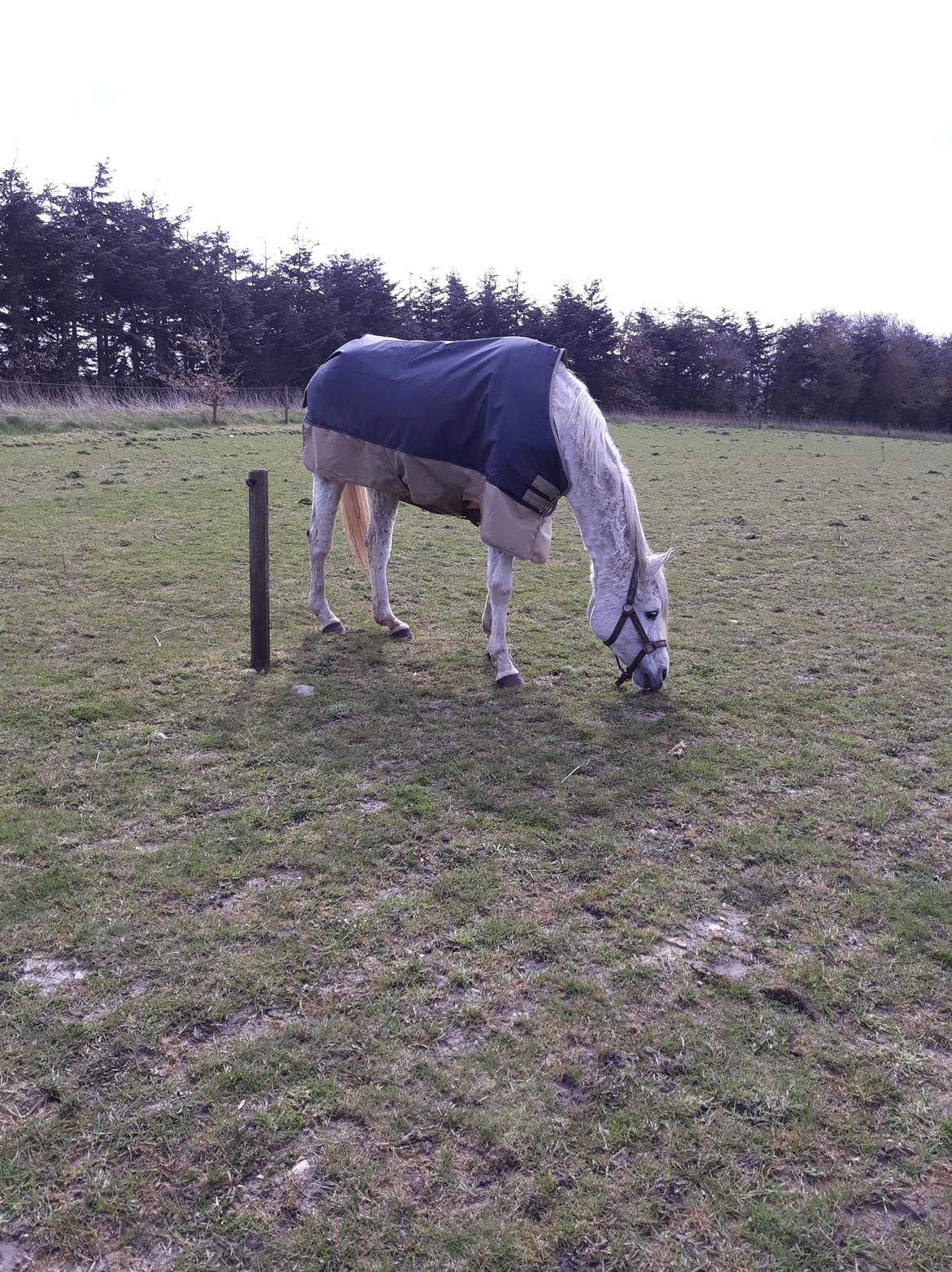 Arabisk fuldblod (OX) Basma el Karmdal  (Himmelhest </3) billede 3