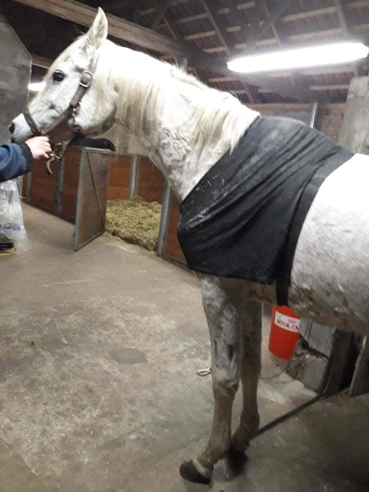 Arabisk fuldblod (OX) Basma el Karmdal  (Himmelhest </3) billede 4