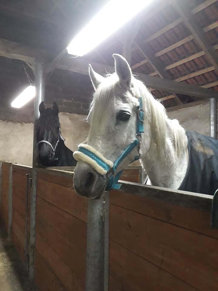 Arabisk fuldblod (OX) Basma el Karmdal  (Himmelhest </3) billede 2