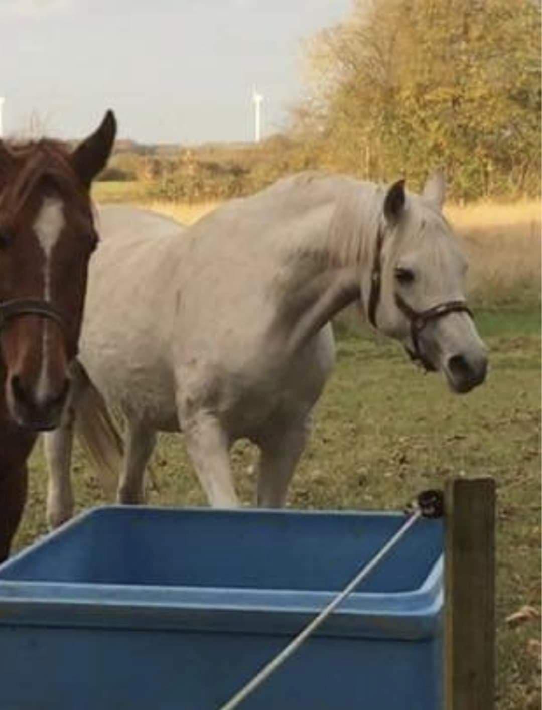 Arabisk fuldblod (OX) Basma el Karmdal  (Himmelhest </3) - Sådan så hun ud i september 18 hos tidligere ejer, her i kanon stand billede 7