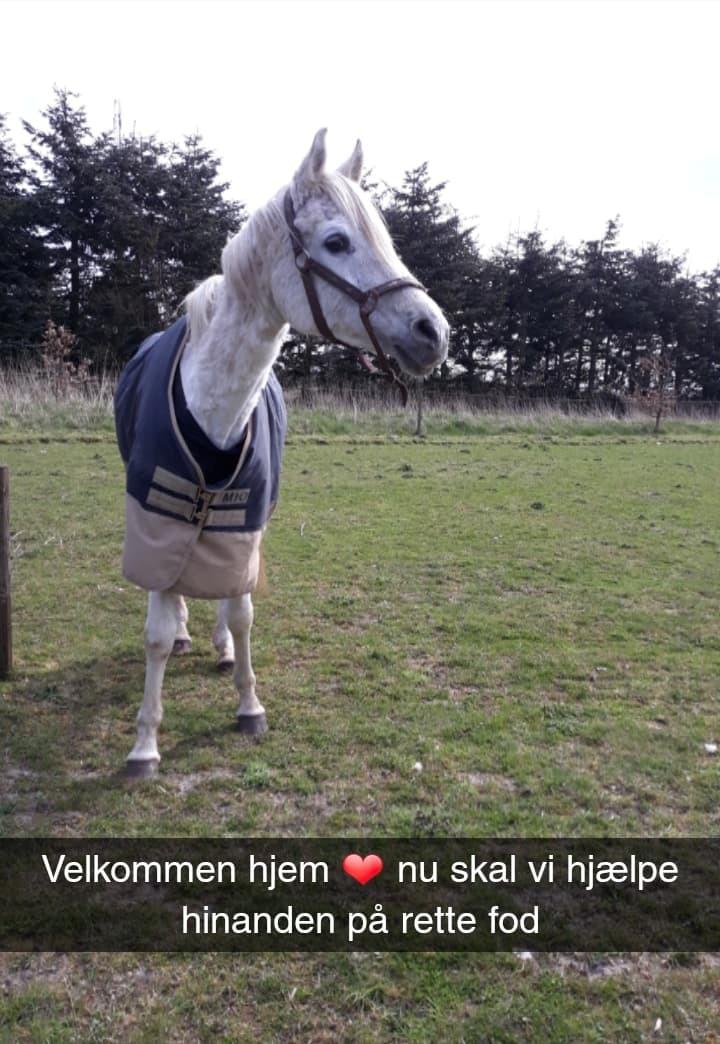 Arabisk fuldblod (OX) Basma el Karmdal  (Himmelhest </3) billede 5