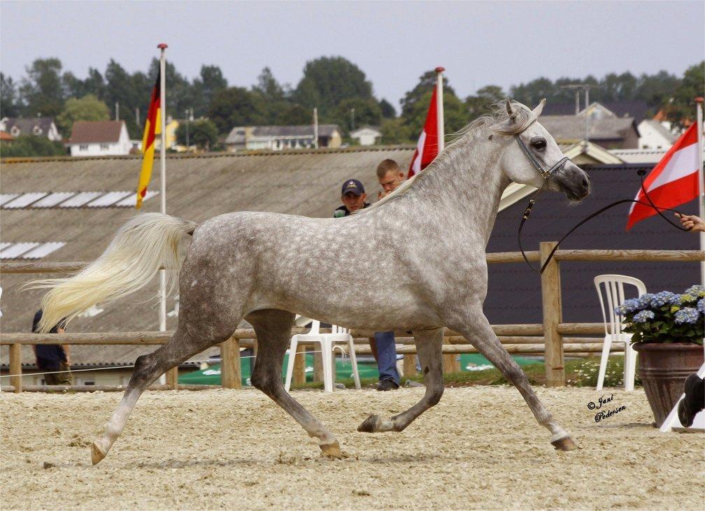 Arabisk fuldblod (OX) Basma el Karmdal  (Himmelhest </3) billede 6