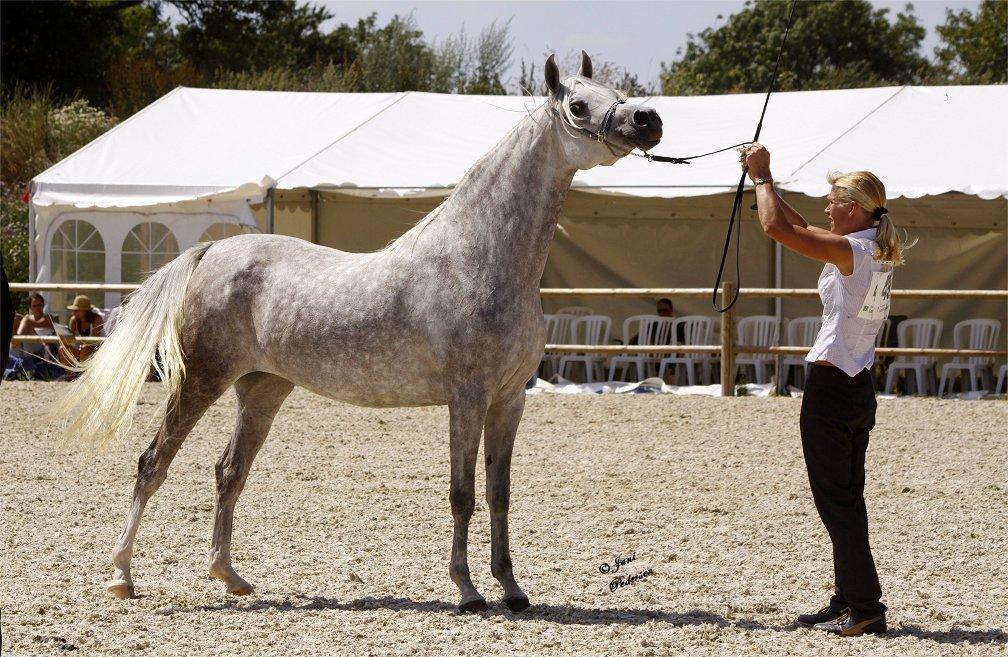 Arabisk fuldblod (OX) Basma el Karmdal  (Himmelhest </3) billede 8