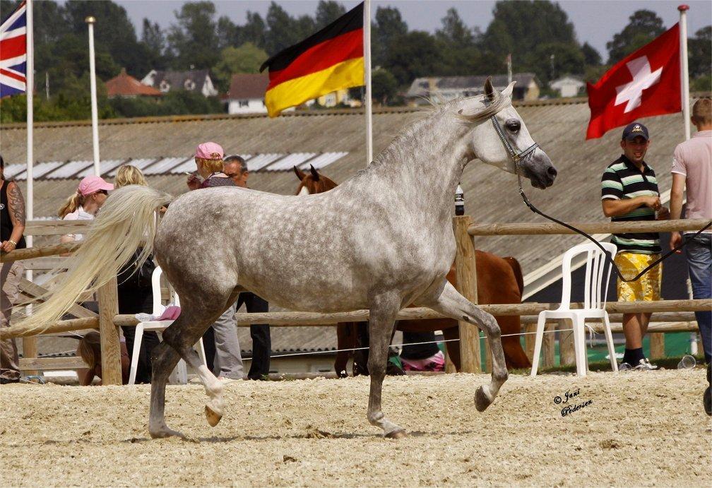 Arabisk fuldblod (OX) Basma el Karmdal  (Himmelhest </3) billede 1