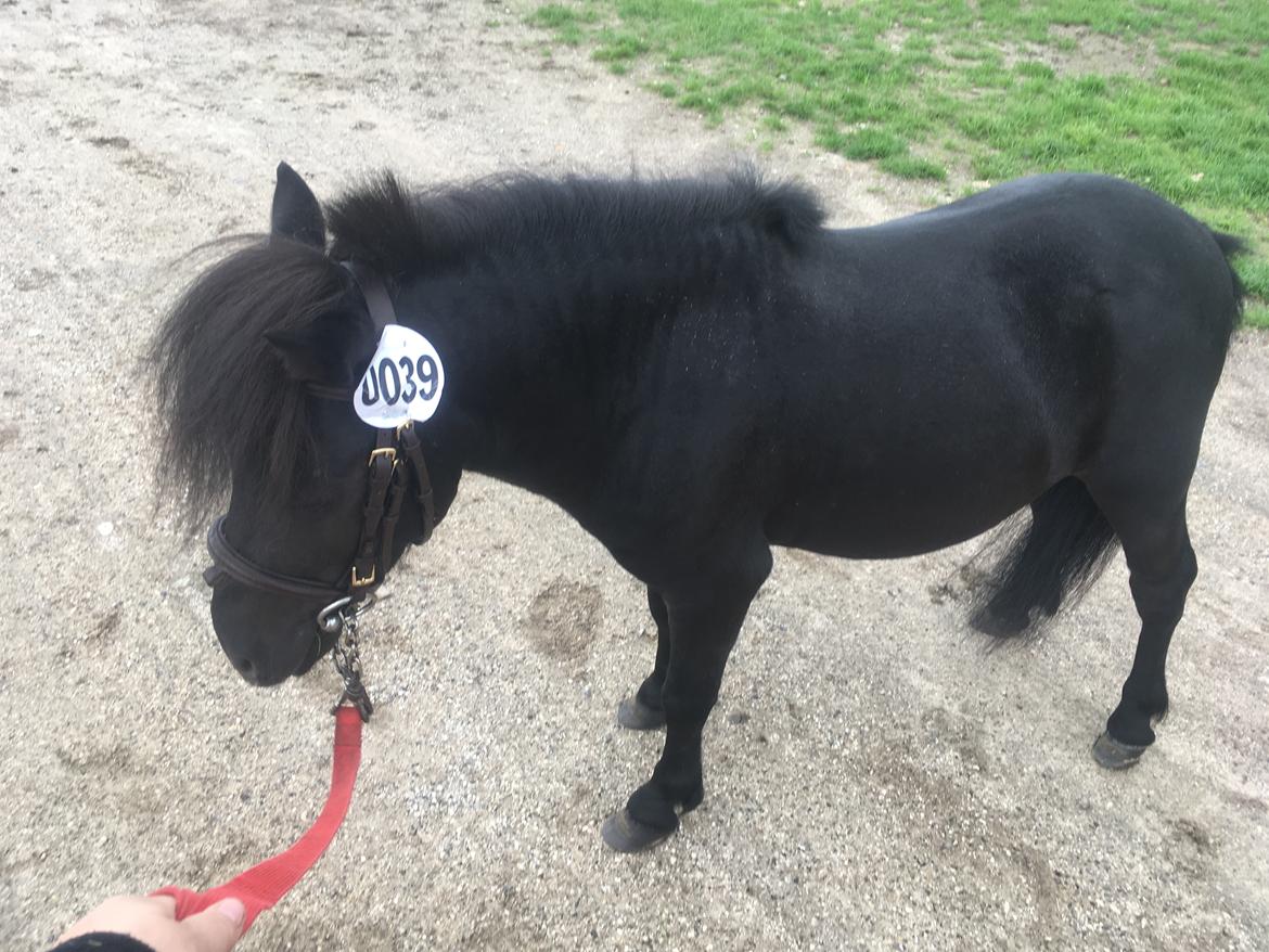 Anden særlig race I Silver [Gajol/Geo] billede 6