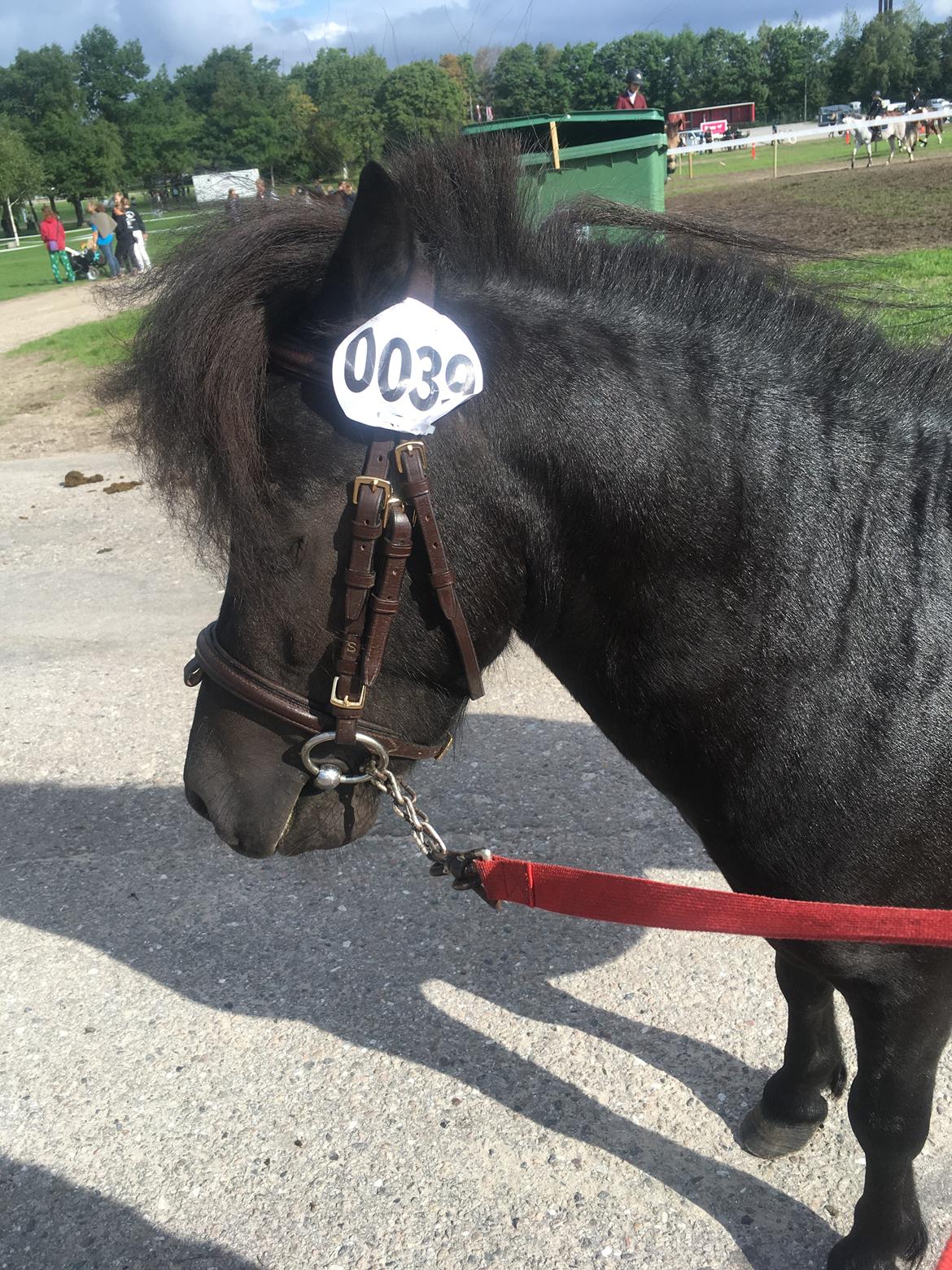 Anden særlig race I Silver [Gajol/Geo] billede 7