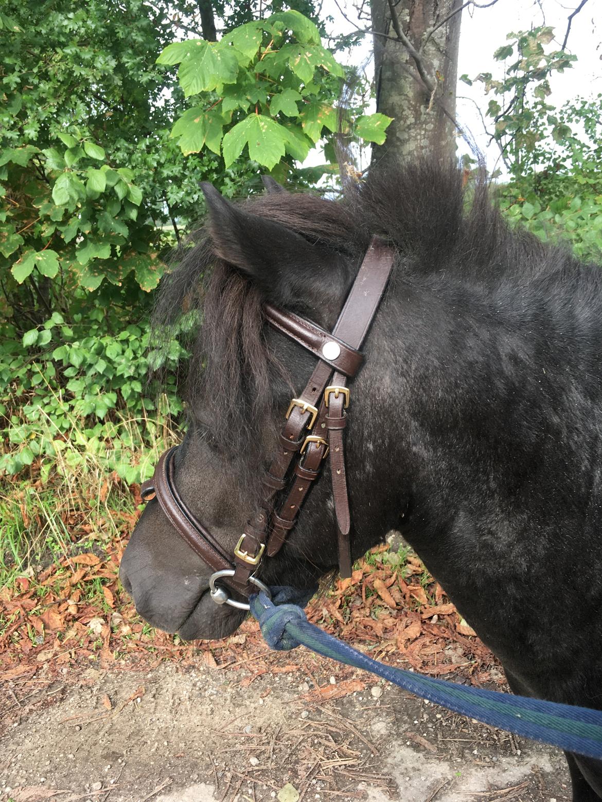 Anden særlig race I Silver [Gajol/Geo] billede 2