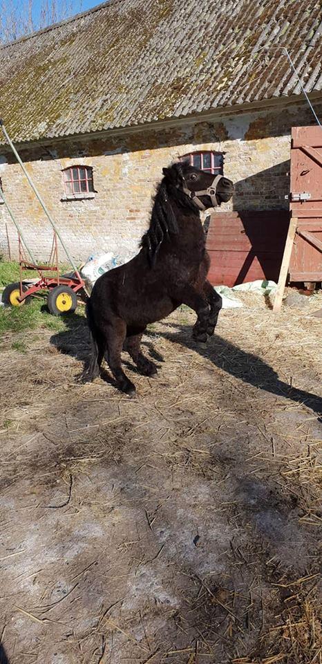 Anden særlig race I Silver [Gajol/Geo] billede 3