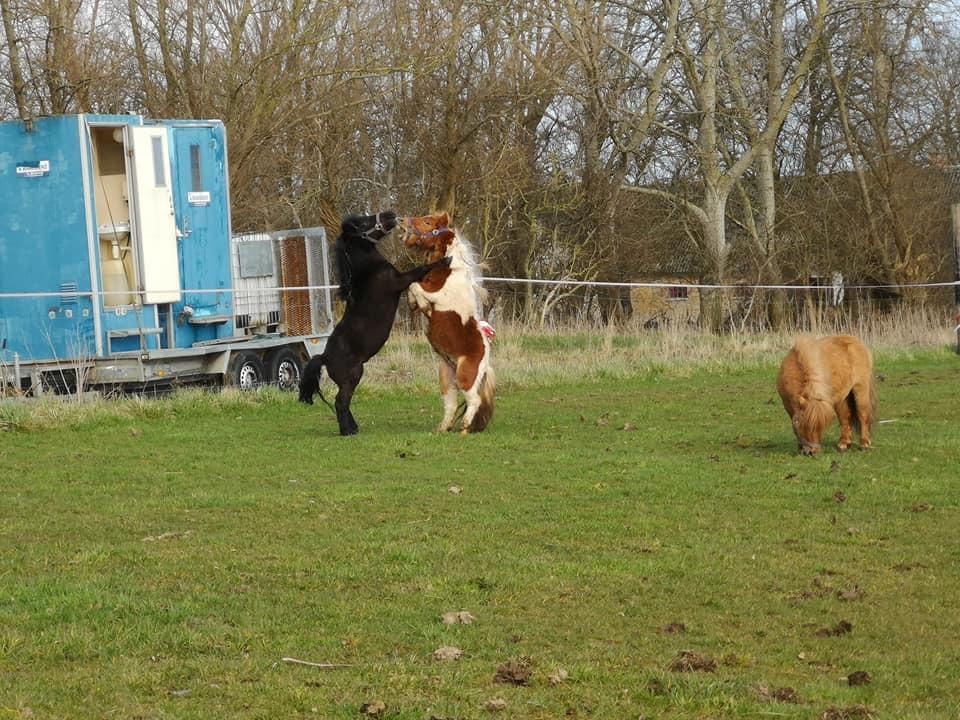 Anden særlig race I Silver [Gajol/Geo] billede 8