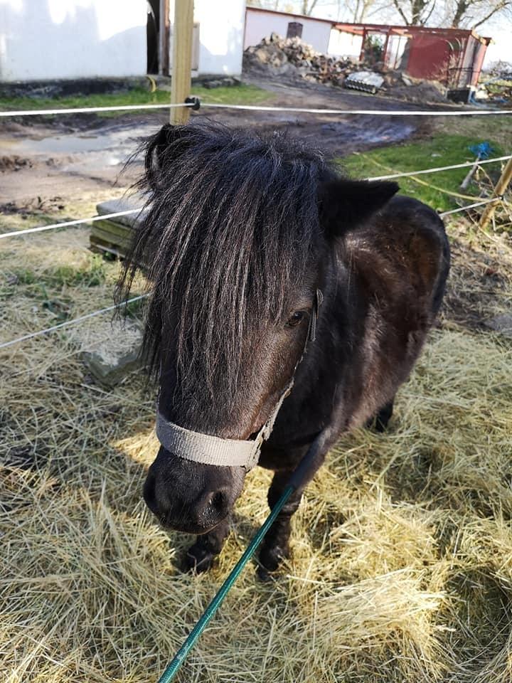 Anden særlig race I Silver [Gajol/Geo] billede 9