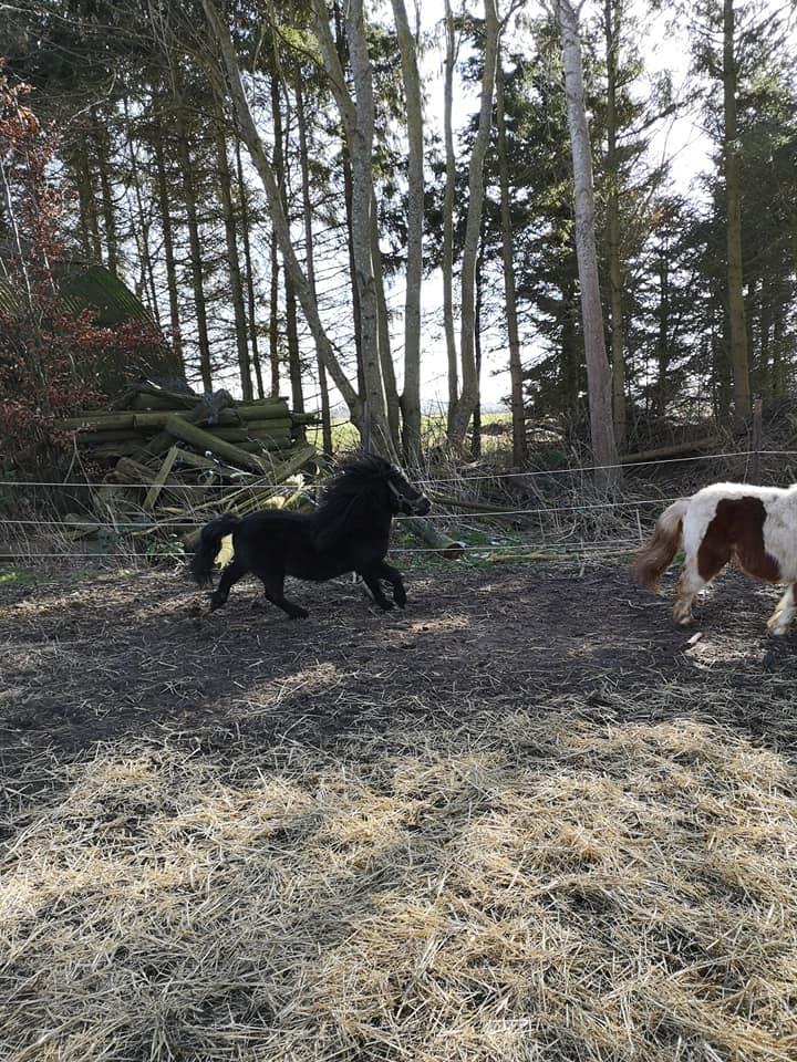 Anden særlig race I Silver [Gajol/Geo] billede 10