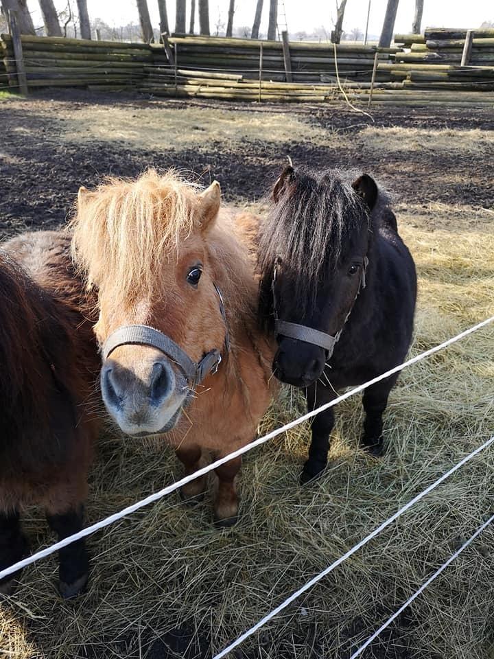 Anden særlig race I Silver [Gajol/Geo] billede 11