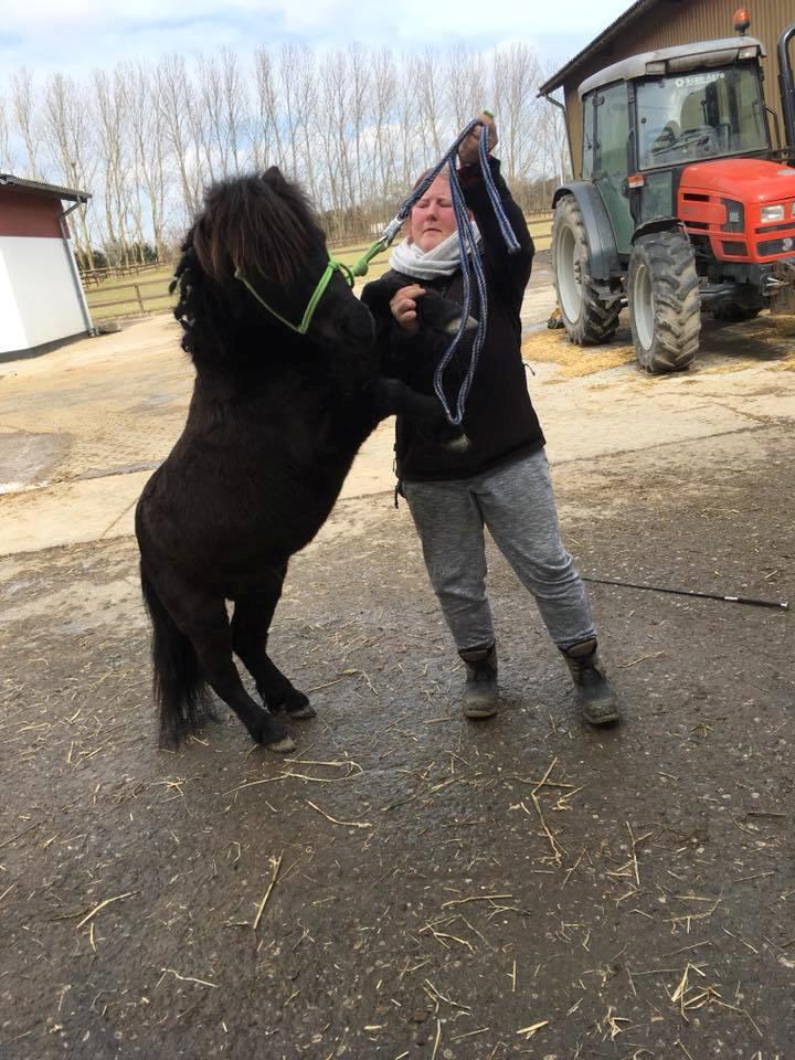Anden særlig race I Silver [Gajol/Geo] billede 13