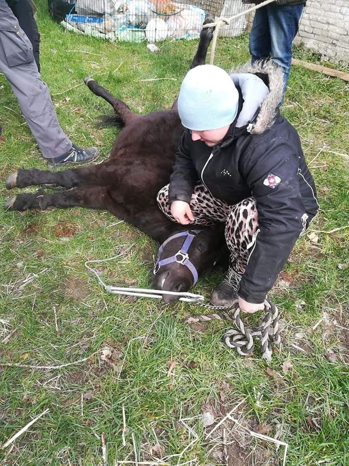 Anden særlig race I Silver [Gajol/Geo] - Kastration 26/3 - 2019 billede 15