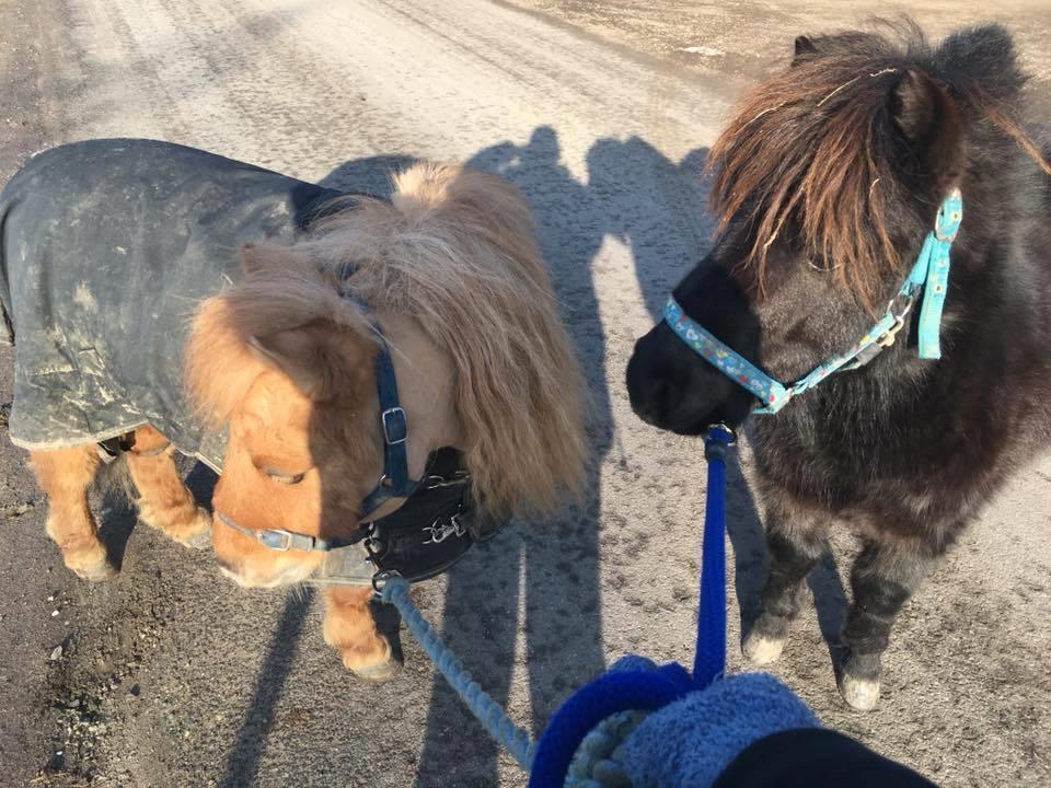 Anden særlig race I Silver [Gajol/Geo] billede 16