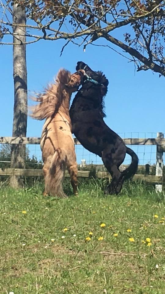 Anden særlig race I Silver [Gajol/Geo] billede 17