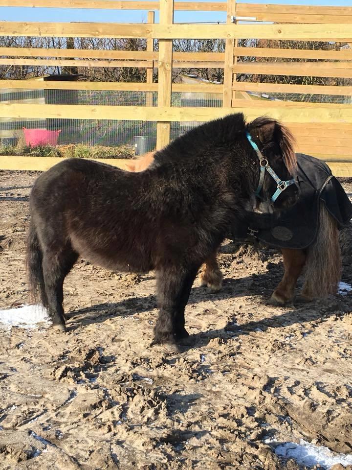 Anden særlig race I Silver [Gajol/Geo] billede 18