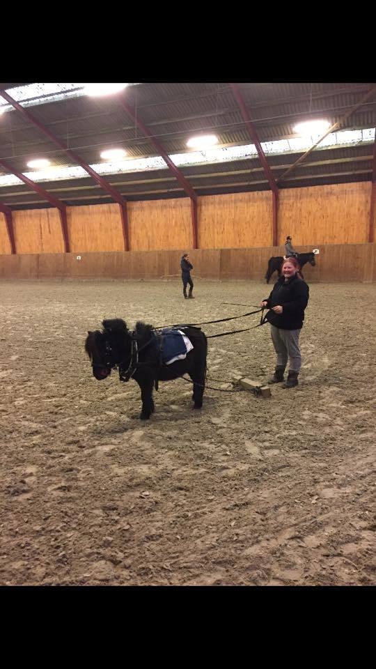 Anden særlig race I Silver [Gajol/Geo] billede 19