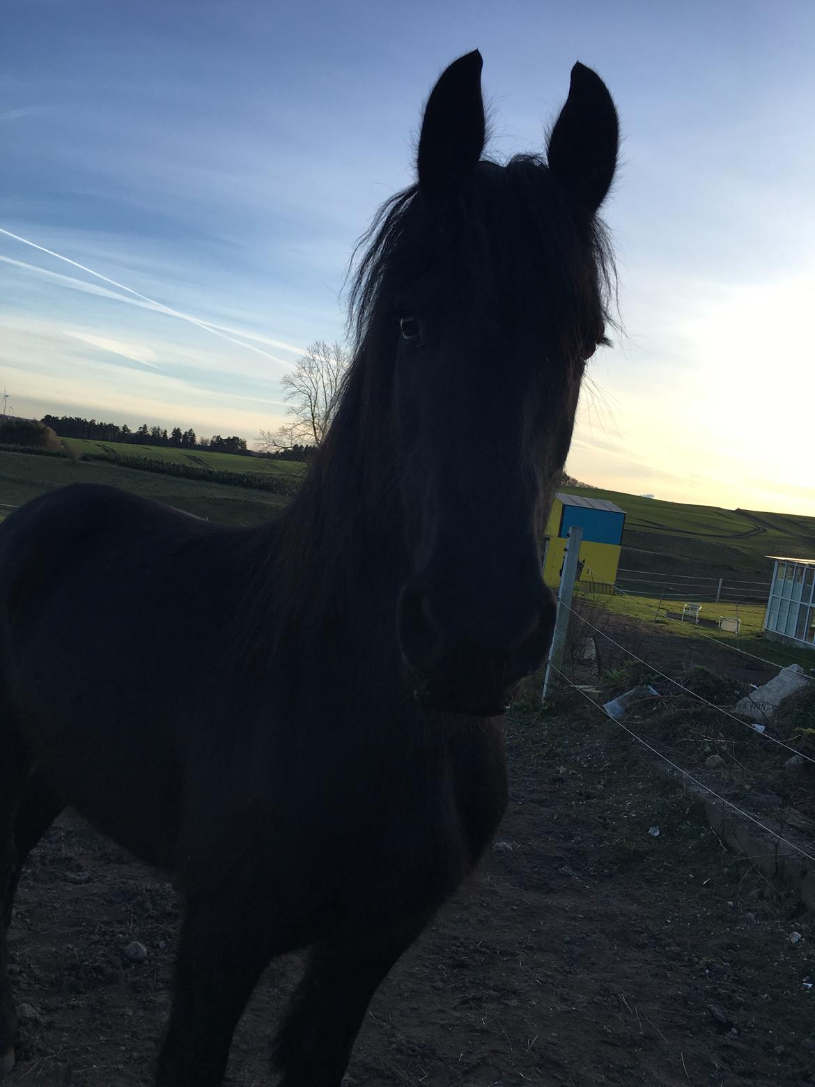 Frieser Melody K billede 1