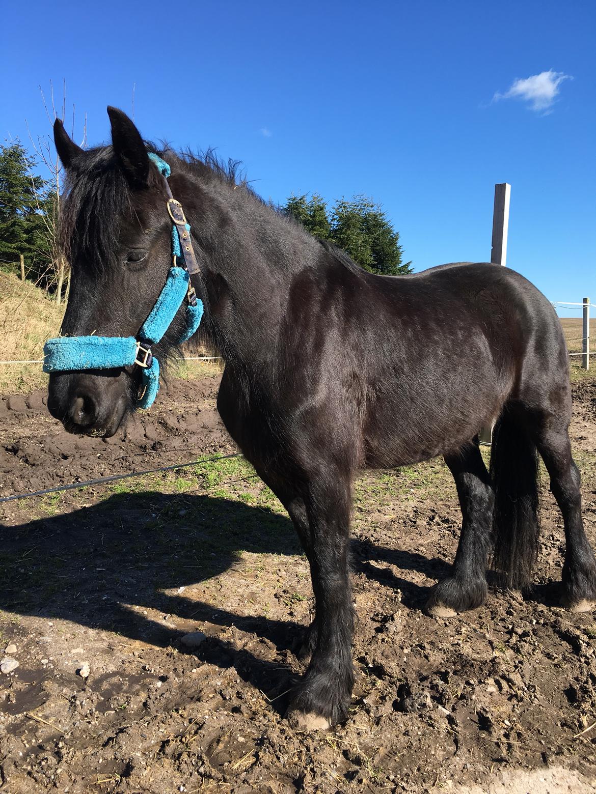 Frieser Melody K billede 2