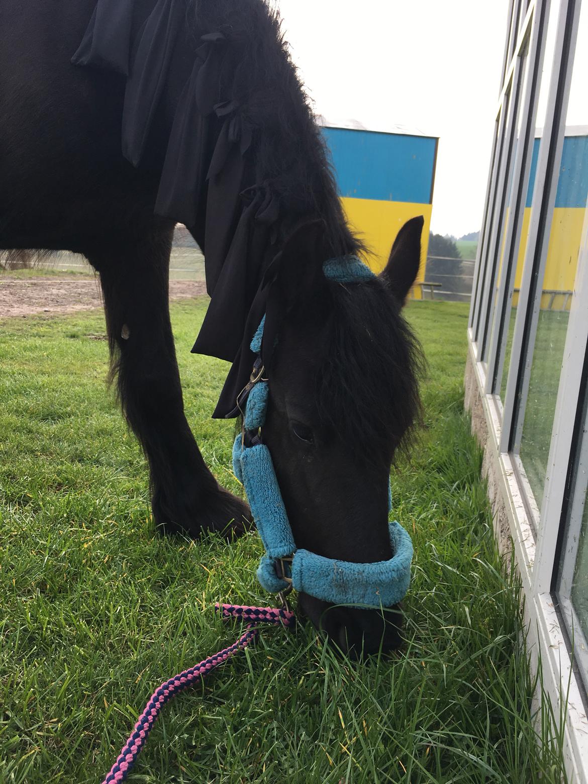 Frieser Melody K billede 3