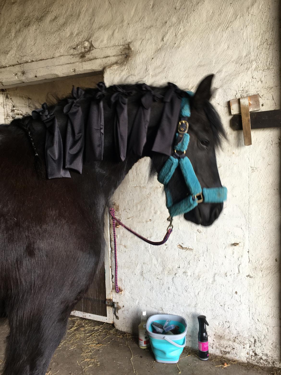 Frieser Melody K billede 4