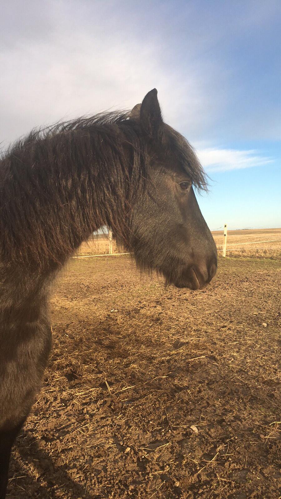 Frieser Melody K billede 5