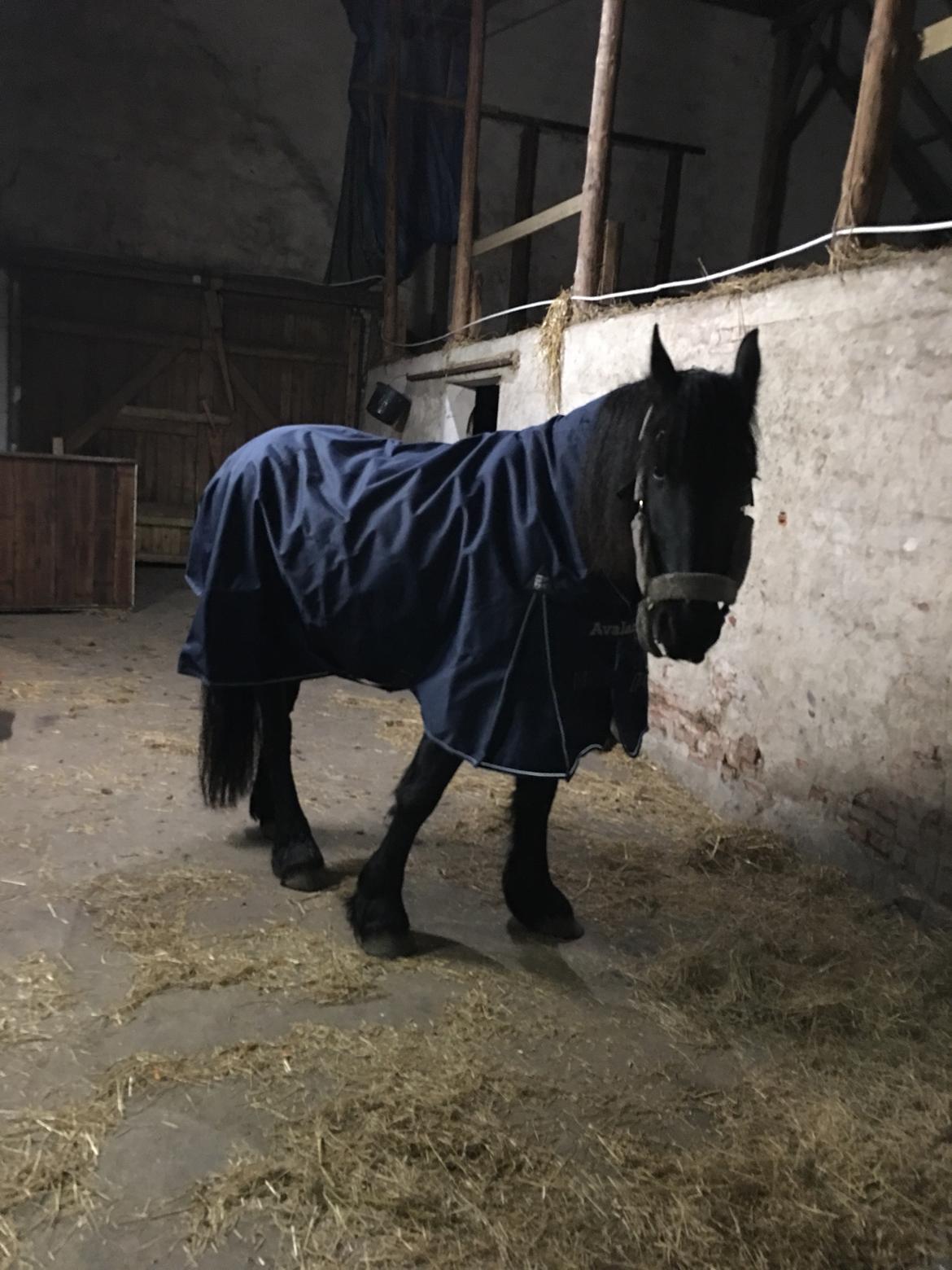 Frieser Melody K billede 6