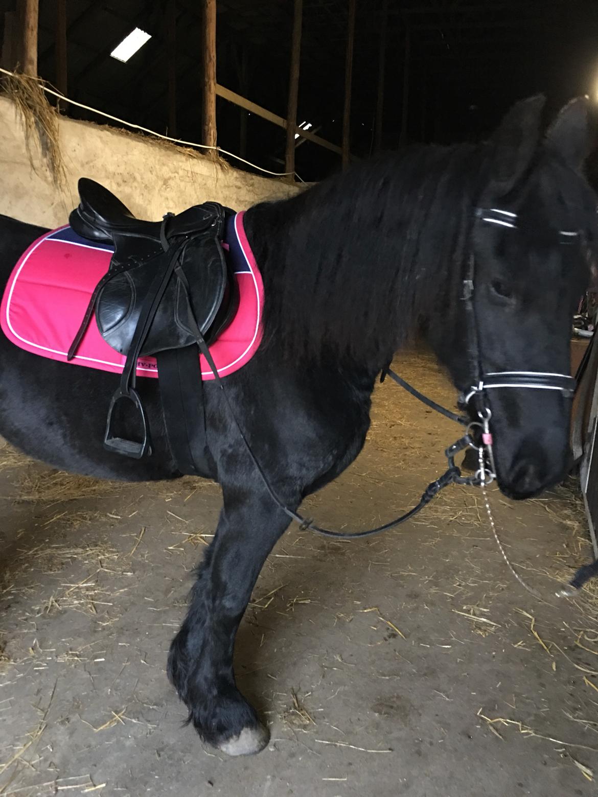 Frieser Melody K billede 7