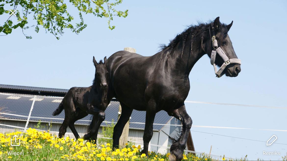 Frieser Melody K billede 9