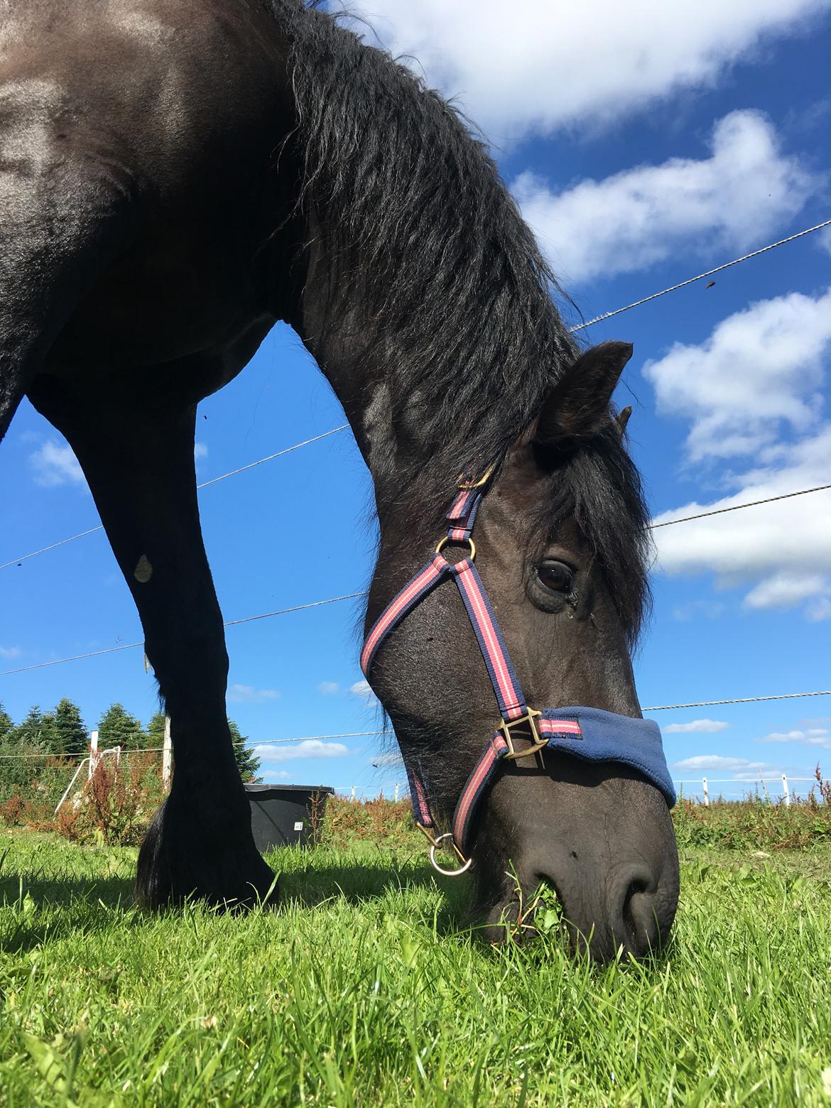 Frieser Melody K billede 8