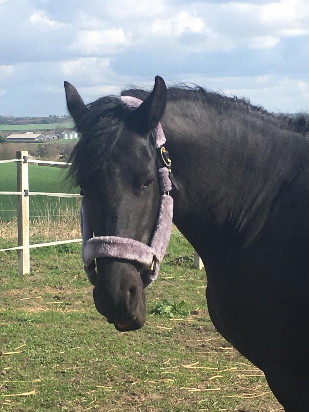 Frieser Melody K billede 10