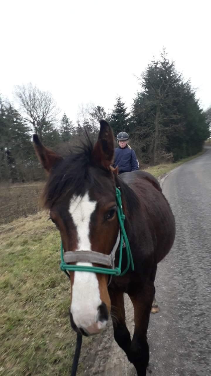 Pinto Søgårds Little Dark Pride  billede 1