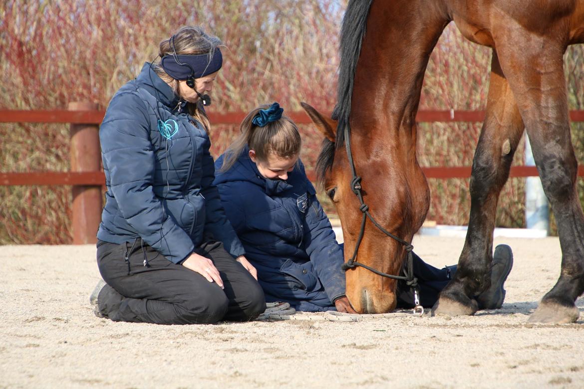Hollandsk Varmblod Gumosa billede 11